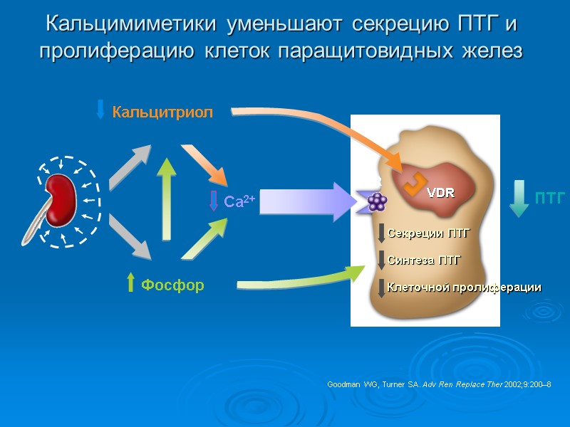 Кальцимиметики уменьшают секрецию ПТГ и пролиферацию клеток паращитовидных желез Goodman WG, Turner SA. Adv